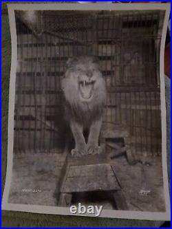 1930 Mgm Leo The Lion Hollywood Movie Icon Symbol Photo Metro Goldwyn Mayer USA