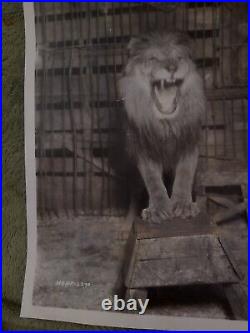 1930 Mgm Leo The Lion Hollywood Movie Icon Symbol Photo Metro Goldwyn Mayer USA