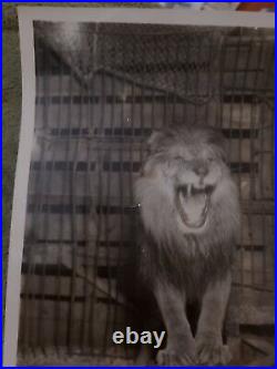 1930 Mgm Leo The Lion Hollywood Movie Icon Symbol Photo Metro Goldwyn Mayer USA