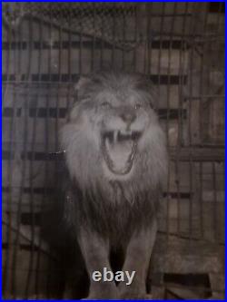 1930 Mgm Leo The Lion Hollywood Movie Icon Symbol Photo Metro Goldwyn Mayer USA